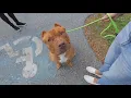 Adopt a pet for free in Lancaster this weekend at first Treats Meets event