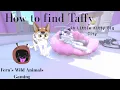 How to find Taffy in Little Kitty Big City
