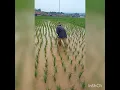 Download Lagu Ngarambet Sawah