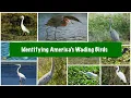 Identifying America s Wading Birds