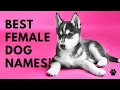 Best Female Dog Names 46 BEST CUTE Names Ideas Names