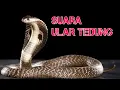Download Lagu SUARA ULAR TEDUNG
