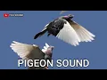 Download Lagu PIGEON SOUND suara burung merpati