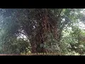 Download Lagu PULAU PISANG