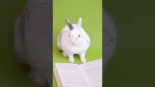 رايق لو مين عليا دندنها