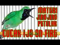 Download Lagu MATERI MEWAH..! JINGJING PETULAK JURI PASTI SUKA AUTO KONCER BOS #cucakijo #lombacucakijo #mewah
