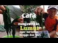 Download Lagu cara mengawetkan lumut agar tidak busuk hingga dua hari