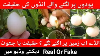 Egg Tree Real Or Fake Plant Tree Growing Real Eggs Ande Ki Fasal