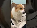dog smiles whenever he sees camera #dog #corgi #smile
