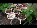 2017 Super Hot Peppers Growing Season - Ep. 04 - Transplanting