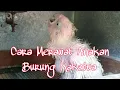 Download Lagu MERAWAT ANAKAN KAKATUA YANG BARU MELEK