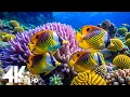 Lagu Aquarium 4K Ultra HD - Stunning Coral Reef Fish with Relaxing Meditation Music for Sleep