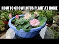 Download Lagu How To Grow Lotus Plant | FULL INFORMATION