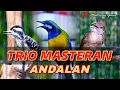 Download Lagu TRIO MASTERAN GACOR TEMBAKAN PELATUK SAMPIT-CUNGKOK-KAPAS TEMBAK COCOK BUAT SEGALA MACAM BURUNG