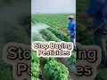 Download Lagu Tips voor tomaten met hoge opbrengst #ruimteomtegroeien #tuintips #tuinieren #tomaat #opruimen #l...