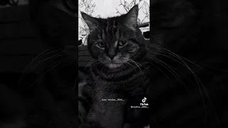 نور الدين الطيار مقطع حزين 