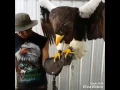 Bluey Mizu the heaviest eagle in the world - Steller s Sea Eagle