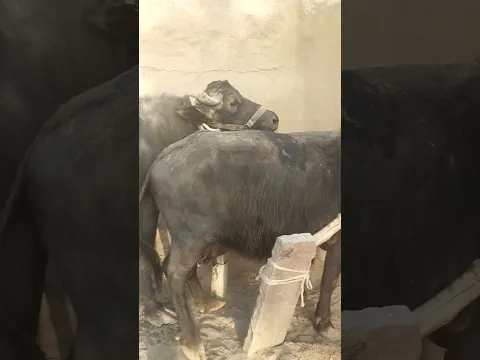 #Buffalo_BuLL #gorkhana #live_meting #live_crosing #best_caff #best_murra #wildlife #wolfdog #jhota
