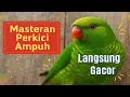 Lagu Masteran Perkici Ampuh Biar Cepat Gacor 🔥