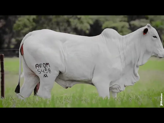 Novilha Nelore AFOM - 5498