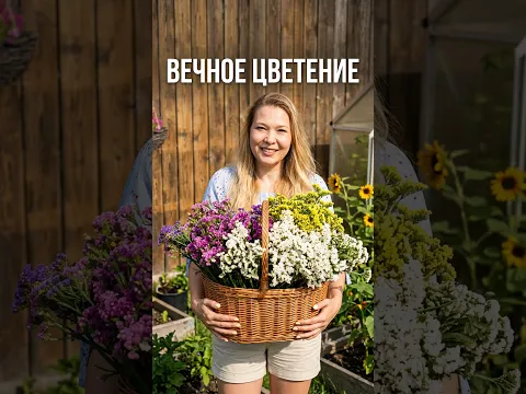 Статица: цветок-сухоцвет, украшает сад до морозов, а квартиру до весны