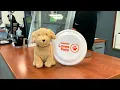 Subaru Loves Pets McCurley Subaru POPP Tri-Cities