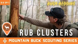 What Rub Clusters Actually Mean And When to Hunt Them Mountain Buck Scouting Series
