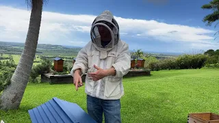 New to Flow Hive beekeeping Here is how to get started