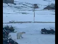 Download Lagu Magentini alle isole Svalbard a contatto con un orso polare che insegue la guardia