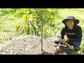 Lagu PEMBERIAN PUPUK PADA DURIAN SETELAH 1 BULAN TANAM