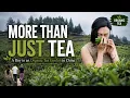More Than Just Tea A Day in an Organic Tea Garden in China