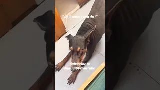 “Look what I can do “ #fyp #boat #dream #doberman #pets