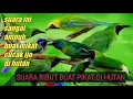 Download Lagu suara burung ribut buat pikat di hutan paling ampuh dan terbukti 💯%
