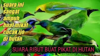 Download suara burung ribut buat pikat di hutan paling ampuh dan terbukti 💯% MP3