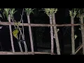 Download Lagu Misteri pocong di kuburan #viralvideo #beranda #livemisterimalamini