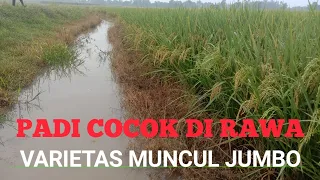 Download VARIETAS PADI COCOK DI LAHAN RAWA POTENSI HASIL 10 TON PER H MP3