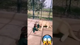 لحظة هجوم الاسد علي الطفل في الحديقه                        دندنها