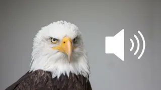 مؤثرات صوتية صوت النسر مونتاج 