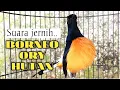 Download Lagu PANCINGAN BORNEO GACOR SANGAT AMPUH UNTUK MERANGSANG BUNYI MURAI BATU LAIN