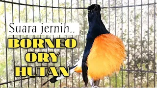 pancingan borneo gacor sangat ampuh untuk merangsang bunyi murai batu lain