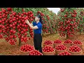 Harvesting Tropical Cherry \u0026 Go To Market Sell | The Most Sought After Fruit at the Market Right Now