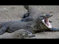 Download Lagu burung puyuh burung kentut dimakan biawak remix|by ツ☹︎emily magical♡