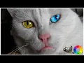 Editing Cute Cat Photos Rawtherapee 2 8 GIMP 2 10