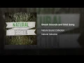 Brook Sounds and Bird Song
