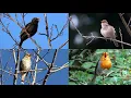 Download Lagu One Hour Birdsong: Nightingale, Blackbird, European Robin and Song Thrush