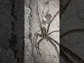How fast can a wolf spider run