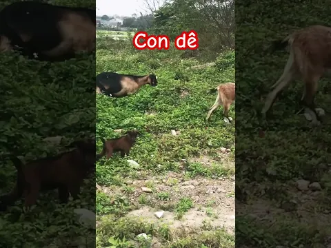 Dạy bé học con vật | Con dê | Dạy trẻ thông minh sớm #daybehoc #daybetapnoi #daytrethongminhsom #mới