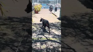 Good morning.. #dream #fyp #pets #doberman #fypシ