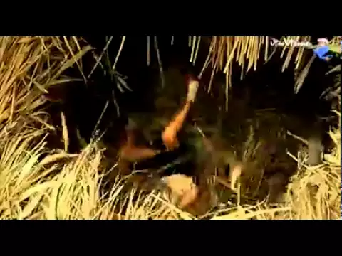 Трейлер. Пять невест