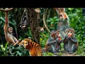 Download Lagu Animals that are afraid of monkeys 😡😡